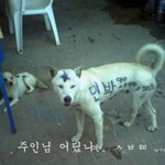 구굴에다 <b>강아지</b> 웃긴..<b>이</b>라고 처봐