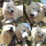 <b>사모</b>에드 순이 출산