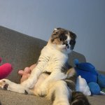 [짜장] 오랜만에 온 스코티쉬폴드 짜장이의 <b>두서</b> 없는 글