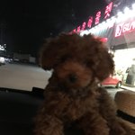 [조언부탁해] 얘들아 유기견 어떡해