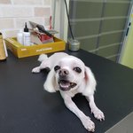 [강아지] 딸기의 무지개다리