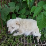 [강아지] 임신한채 로드킬 위험에 처해 있던 <b>주디</b>