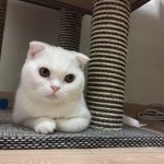 [고양이] <b>내눈</b>에는 넘 이쁜 고양이님! 다들 이쁜지 보러와요!