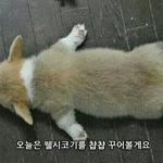 19) 가슴큰애들 개불쌍한게
