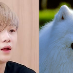 [프로듀스] 강다녤 팬들 <b>진지</b>빨지마