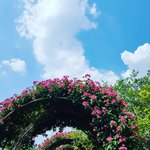 [강아지] 콩이왔어요~~~^^