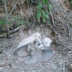 [조언부탁] 급함ㅠㅜ새끼유기견 <b>어미</b>에게 돌려보내는 법??