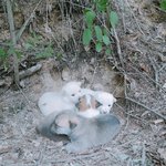[강아지] 새끼유기견 <b>어미</b>에게 돌려보내는법ㅠ