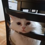 [고양이] 울집 쮸쮸와 쮸랑이예요