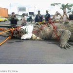 [콜로라도] <b>말레이시아</b>서 붙잡힌 무서운 괴물.jpg