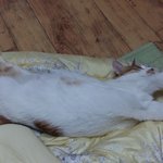 나의 동거묘 도칠이 잠시 편찮으셨음.