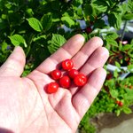 [허스키<b>심바</b>] <b>심바</b>의 산책일기-더운 날씨 피해서 새벽산책을 했어요-