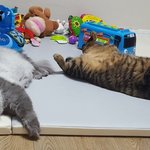 [고양이] 511일째 육아육묘