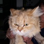 [고양이] 페르를 입양해 주세요.