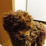 [강아지] 감사하다고 전하고 싶어서 글 씁니다!