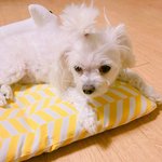 강아지 배<b>멀미</b> 심하게하나요??