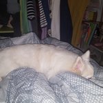 [드루와] 내 <b>다리위</b>에서 자는 강아지 ㅇㅅㅇ