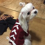 가난<b>한자</b>의 바느질로 강아지옷 만들기