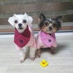 [강아지] 임신했다고 반려<b>견들</b> 버릴생각 제발 하지 말아요
