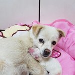 [강아지] 도로위 임신견 <b>주디</b>가 출산 했습니다