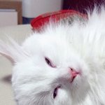 [냥이사랑] 우리 막둥이 <b>토리</b>를 소개합니다~
