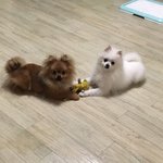 [강아지귀욤] <b>포메</b> 구경하세용