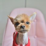 팅커벨/요크셔테리어/<b>남아</b>(중성화완료)/1살/1.5kg