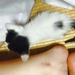 [냥이사랑] 우리집냥이8마리자랑ㅋㅋ