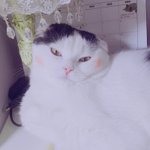 [고양이] 레오 여친 <b>레미</b>