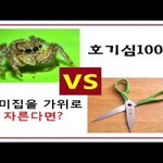 <b>회색</b>거미의 거미줄로 만든 집을 가위로 자르면 발생되는 대참사!!...