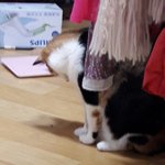 [고양이] 벌레잡기!