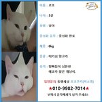 [고양이] 이사한다는 이유로 버려져 안락사를 당할뻔한 터앙 로또
