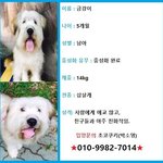[강아지] 주인이 <b>식물</b>인간이 되어 갈곳을 잃은 삽살개들