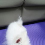 [강아지] [포메라니안] 우리 셋째딸~~