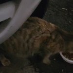 [고양이] 길냥이 삐졌겠지?