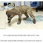 <b>접착제</b> 테러에 구조된 강아지