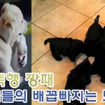 [심심풀짤]<b>심장폭행</b> 깡패 댕댕이들의 배꼽빠지는 상황들