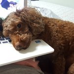 [강아지] 못난이 <b>갈색</b>푸들 갈라