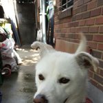 예쁜 백구 <b>입양</b>하실분을 찾습니다.