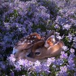중1이 할수있는 알바나 <b>부업</b> 있을깡