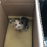 [새끼고양이] 고양이 <b>분양</b>합니다.