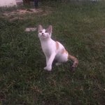 [고양이] 냥줍! <b>순딩</b>이 애기