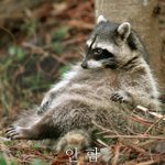 [EXO] 몰라 걍 지들끼리 ㅈㄹ<b>하라</b>해