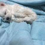 [강아지] 3개월만에 잃어버린 강아지 찾았어요!!