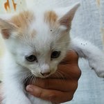 [고양이] 엄마를 잃은 <b>새끼</b> 고양이 푸름이
