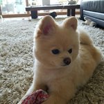 [강아지] 우리집 몽키를 소개 합니다~