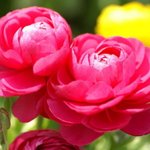 찐따의 대학생 시절 고백과 사랑