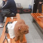 물금역 초코<b>푸들</b> 잃어버리신 분 있으신가요