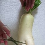 [EXO] 달랑무새끼 <b>절단</b>하자