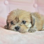 <b>도윤</b>/말티믹스/남아/2개월  *<b>도윤</b>이는 약간 소심한 성격을 가지고...